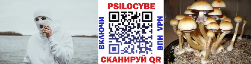 Галлюциногенные грибы Psilocybine cubensis  Донской 